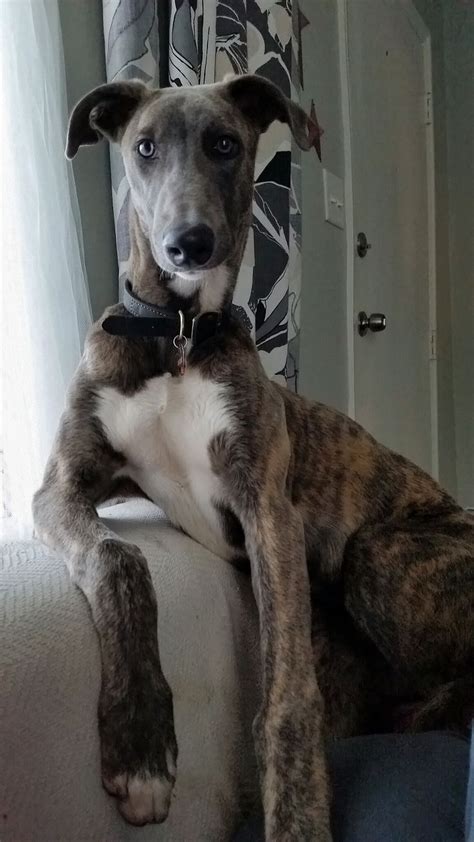 5 Month Old Greyhound Greyhound 5 Month Olds Pitbulls