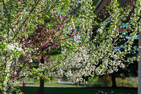 A Tree That Grows 40 Different Varieties Of Fruit Science Times