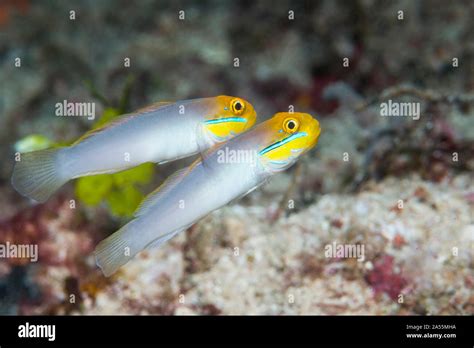 Blueband Glider Goby Hi Res Stock Photography And Images Alamy