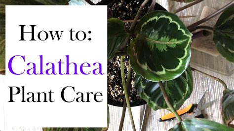 How To Calathea Plant Care Youtube