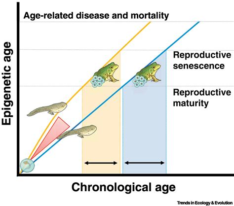 Epigenetic Aging Clocks In Ecology And Evolution Trends In Ecology