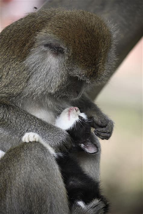 Monkey Adopts Kitten In Pictures Life And Style The Guardian