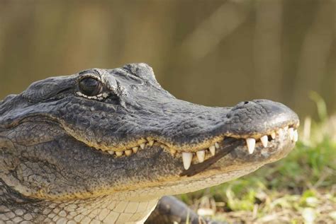 7 Facts About Florida Alligators Everyone Should Know Nfvh