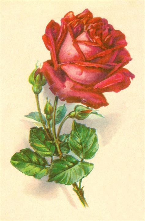 Antique Roses Free Rose Graphic Botanical Illustration Of Red Rose