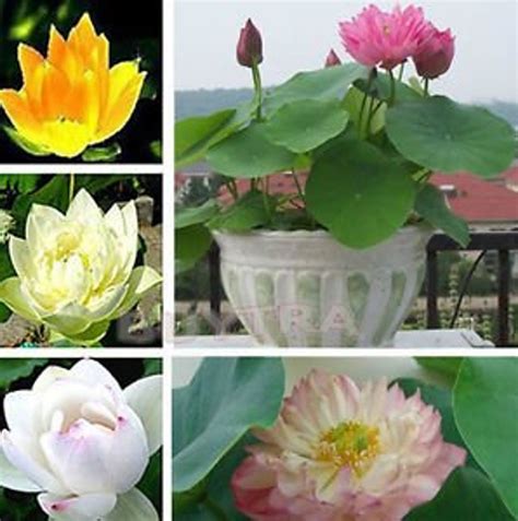 10pcs Lotus Seeds Bowl Water Lily Hydroponic Plants Rare Etsy