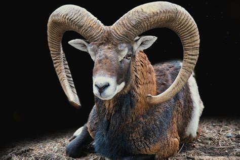 Animal Mouflon Aries Free Photo On Pixabay