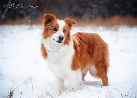 25 Gold Border Collie For Sale Photo Bleumoonproductions