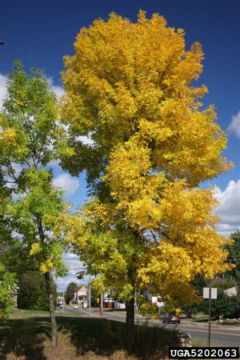 Green Ash Fraxinus Pennsylvanica