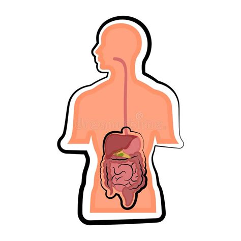 Sistema Digestivo Humano En Un Cuerpo Del Hombre Ilustración del Vector