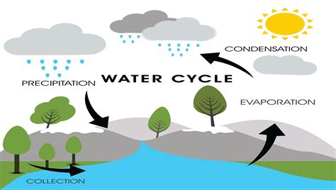 Explain The Different Stages Of The Water Cycle Javierkruwferguson