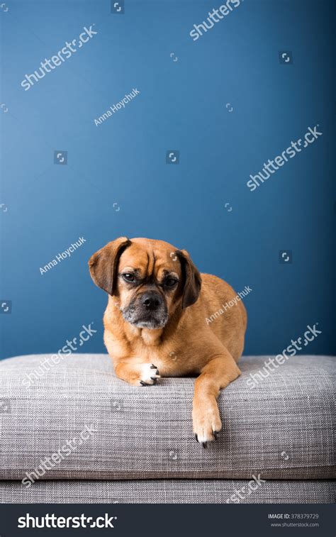 Dark Fawn Puggle Dog Laying On Foto De Stock 378379729 Shutterstock