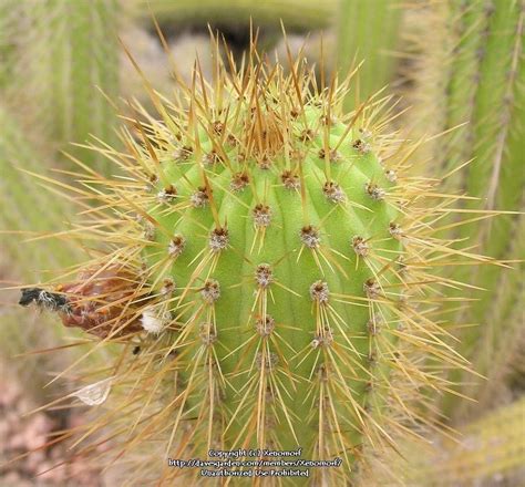 To promote optimum stress protection in transit and your success in the garden, bareroot perennials are kept in the ground in our nurseries until fully dormant. PlantFiles Pictures: Cleistocactus (Cleistocactus ...