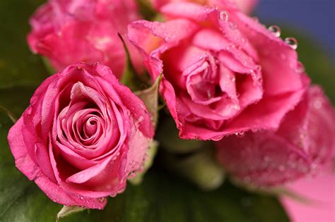 Fondos De Pantalla Rosas Rosa Color Gota De Agua Flores Descargar Imagenes