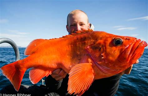 Big Fishes Of The World Redfish Atlantic Sebastes Marinus