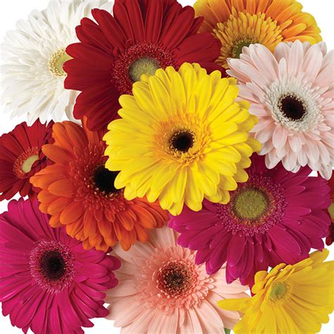 Assorted Gerbera Daisy Upstate Flower Market