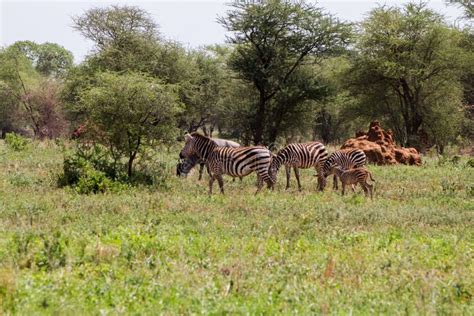 Zebra In Tarangire National Park Tanzania Stock Photo Image Of
