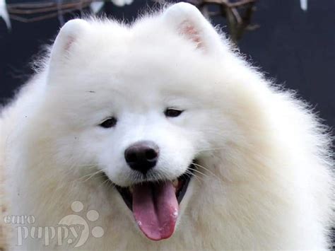 Phoebe Samoyed Puppy For Sale Euro Puppy