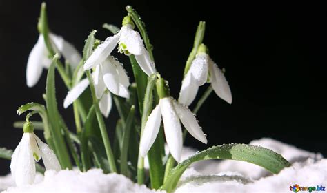 Backgrounds With Flowers Of Snowdrops Spring Backgrounds