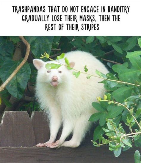 Funny Facts That Will Change The Way You See Animals 48 Pics