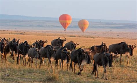 6 Reasons To Visit Tanzania The Ultimate Safari Destination African