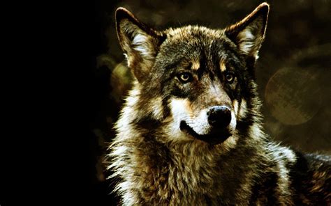 Gray Wolf Wallpapers Wallpaper Cave