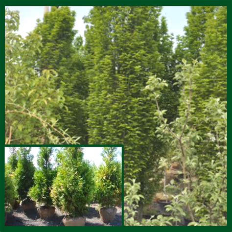 Specimen Trees Basics Landscpaing Co Inc