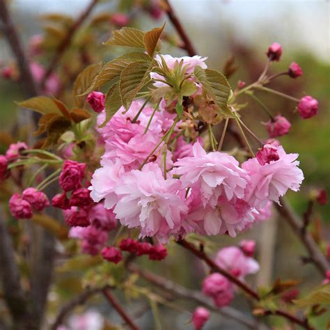 Prunus Pink Perfection Flowering Cherry Tree Mail Order Trees