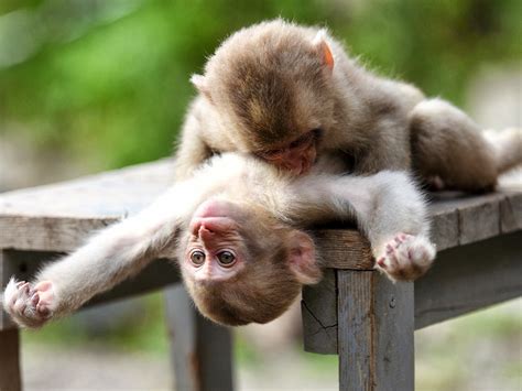 Pareja De Monos Enamorados Imagui