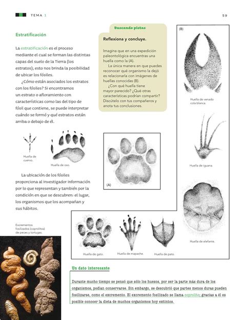 Coordinado por melina furman y pablo salomón. Ciencias Naturales Sexto grado 2016-2017 - Online - Página 6 de 176 - Libros de Texto Online