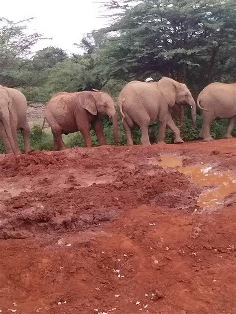 Nairobi National Park And Elephant Orphanage Kenya Safari Safarideal