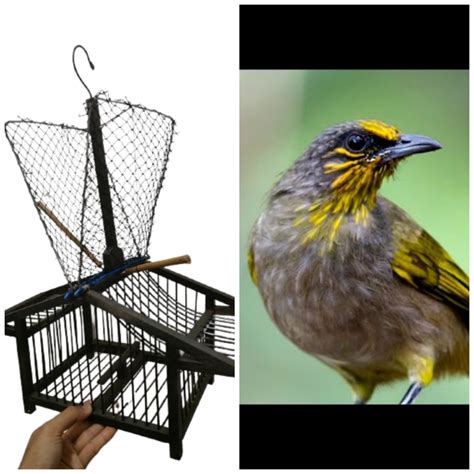 Jebak Burung Birds Traps Shopee Malaysia