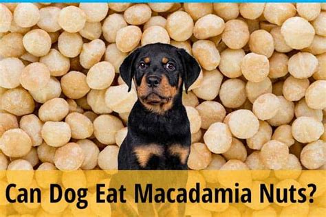 Can Dog Eat Macadamia Nuts Zooawesome