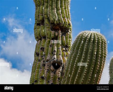 Various Forms Of Cacti Grow In The Harsh Environment Of The Arizona