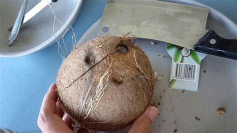 How To Open Coconut3 Youtube
