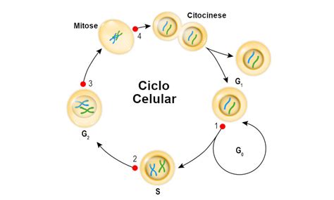 Ciclo celular fases relação com câncer e resumo Escola