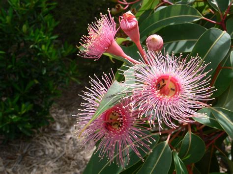 Sweet Nectar The Pink Flowers Of The Corymbia Ficifolia Flickr