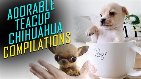 Most Adorable Teacup Chihuahua Compilations Funny Dogs Youtube