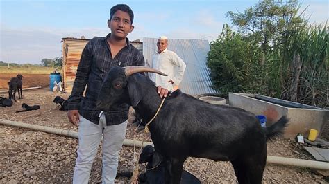 Osmanabadi Goat Farming Osmanabad Master Usman Goat Farm Youtube