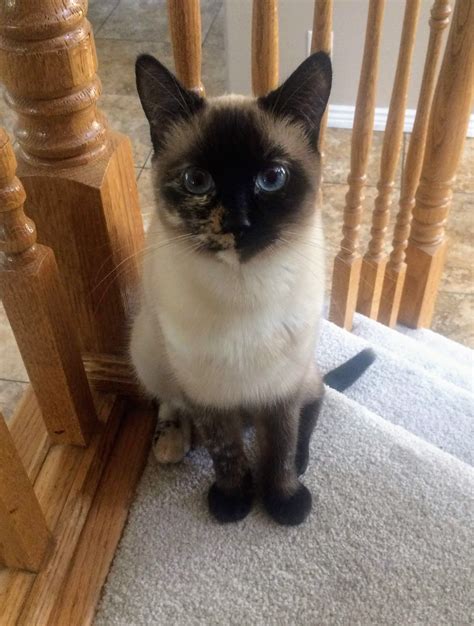 My Tortie Point Siamese Cat