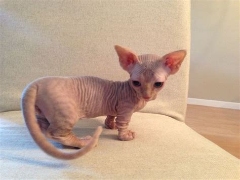 Minskins are considered mini cats because of their small stature. 1000+ images about Minskin cat on Pinterest | Cats ...