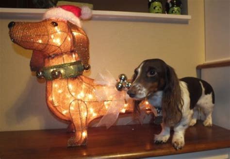 Christmas lighted toy soldier dachshund indoor outdoor yard. Lighted Dachshund Christmas Outdoor Yard Decoration ...