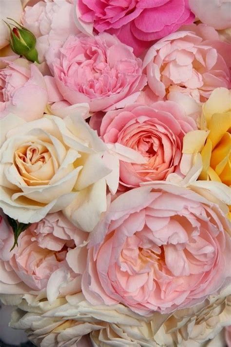 Maybe you would like to learn more about one of these? 23 best Garden roses (Look like peonies) images on ...