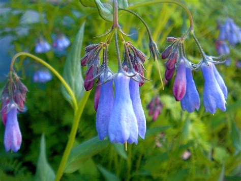 Alaska Update Mountain Bluebell From Kathy Turk In Tok A Flickr