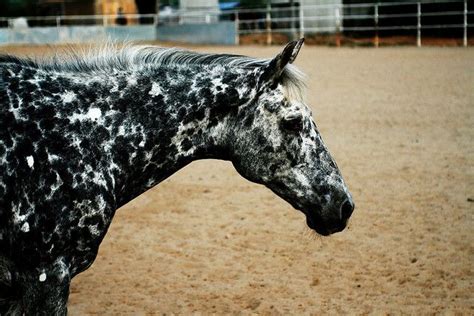 Bluec Horses Unusual Horse Pretty Horses