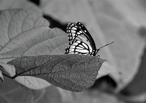 Butterfly Photograph By Asli Mercer Fine Art America