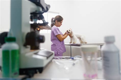 Veterinary Visit In Clinic With Vet And Sick Dog Veterinary