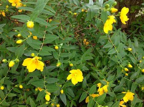Растения с желтыми цветами 2 Kartinki Ru