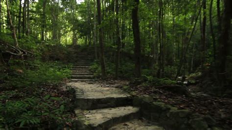 Stock Video Of Deep Forest Path With Stone 3504989