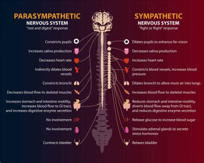 What You Need To Know About Our Autonomic Nervous System And Stress