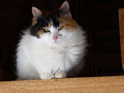 japanese bobtail active  intelligent domestic cat breeds